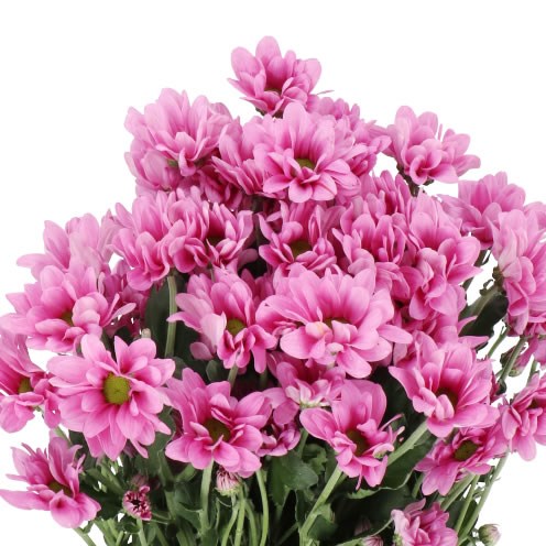 CHRYSANT SPR. MEMPHIS