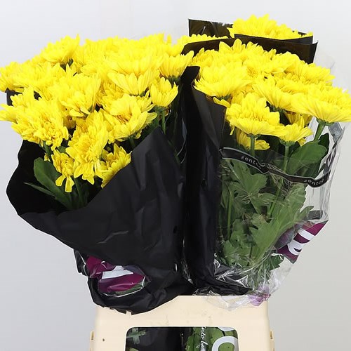 CHRYSANT SPR. PASTELA FAVORI
