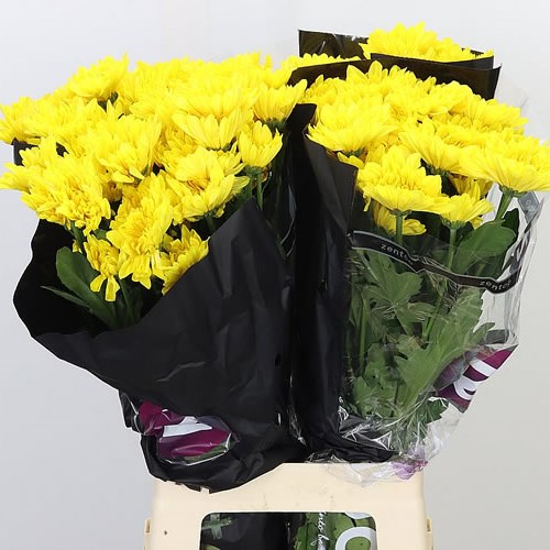 CHRYSANT SPR. PASTELA FAVORI
