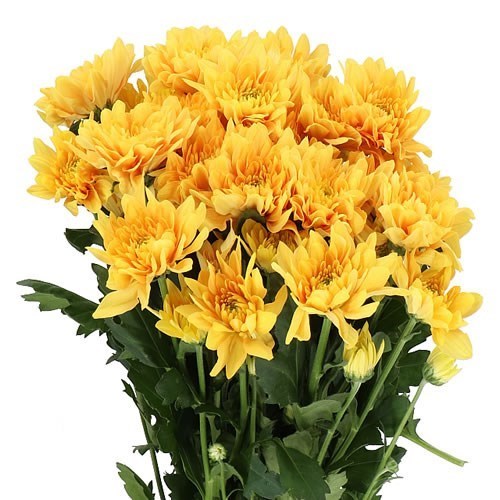 CHRYSANT SPR. PASTELA ORANGE 70cm 80gm Wholesale Dutch Flowers