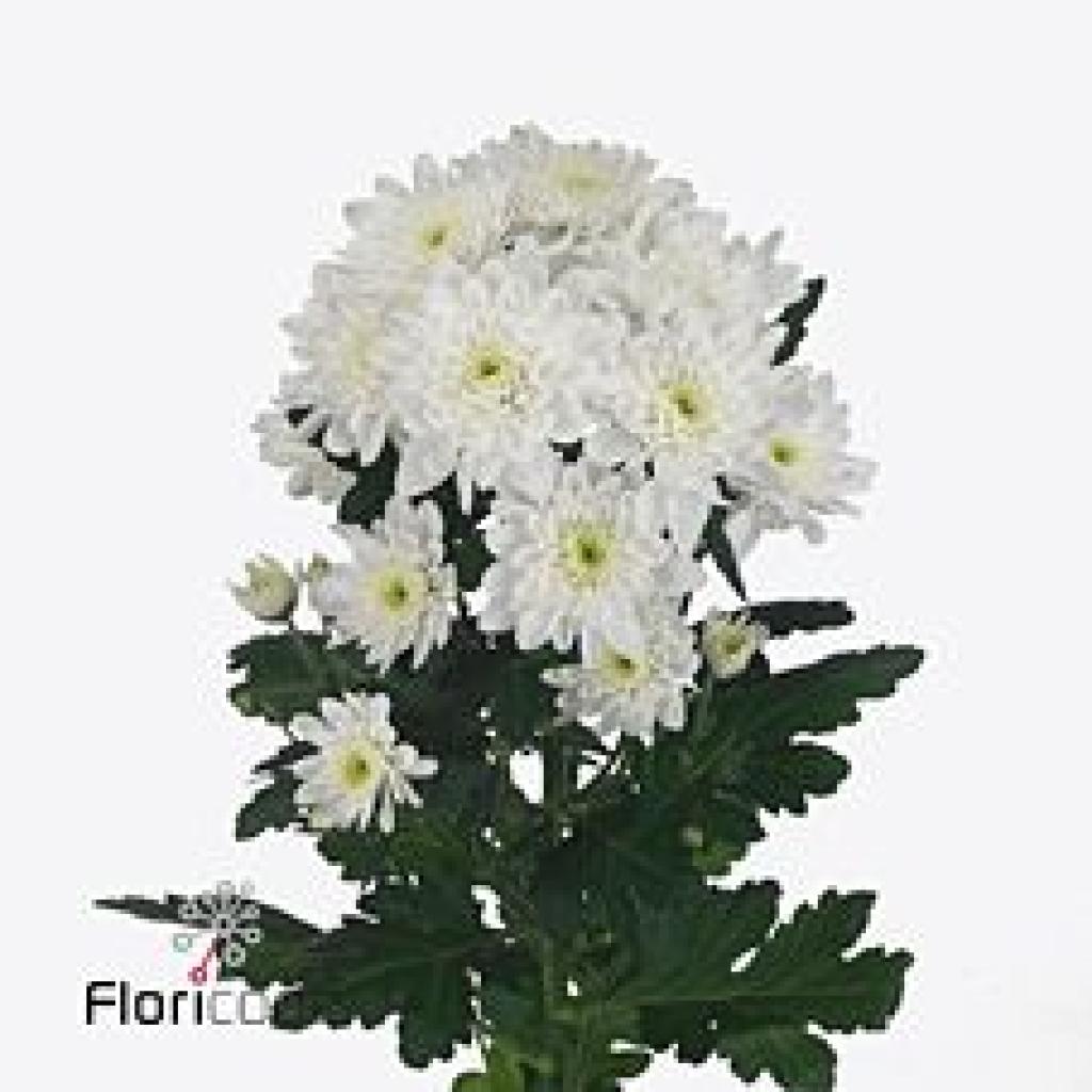 CHRYSANT SPR. PINA COLADA