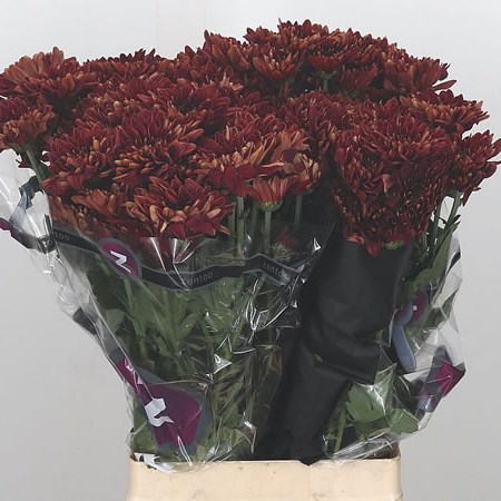CHRYSANT SPR. POPOV