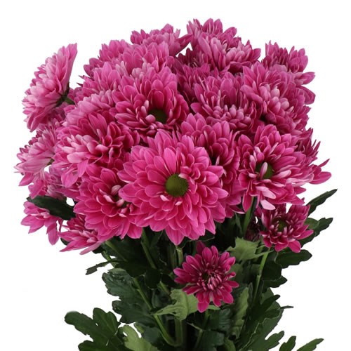 CHRYSANT SPR. PRADA