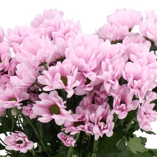 CHRYSANT SPR. PRECIOUS