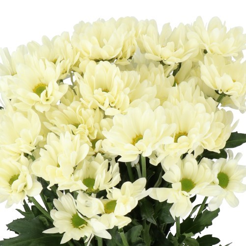CHRYSANT SPR. PROSECCO