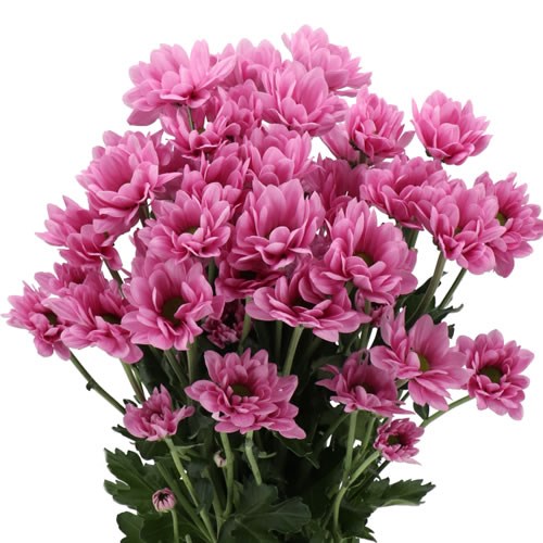 CHRYSANT SPR. RESQ