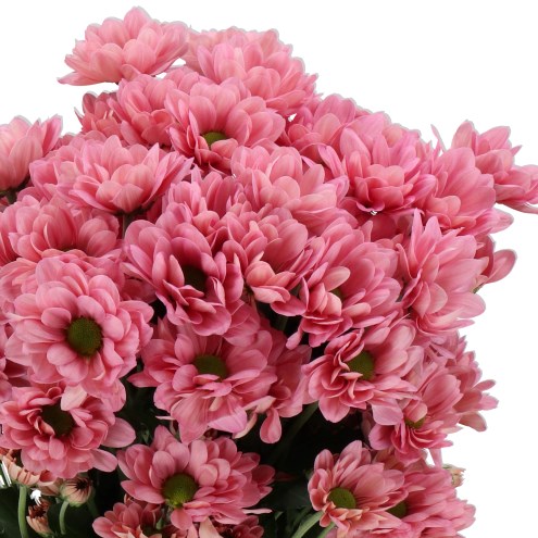 CHRYSANT SPR. RESQ LUCIE