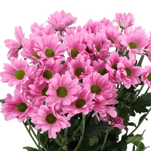 CHRYSANT SPR. RIHANNA