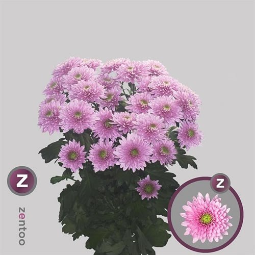 CHRYSANT SPR. ROMANCE
