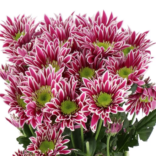 CHRYSANT SPR. SABA