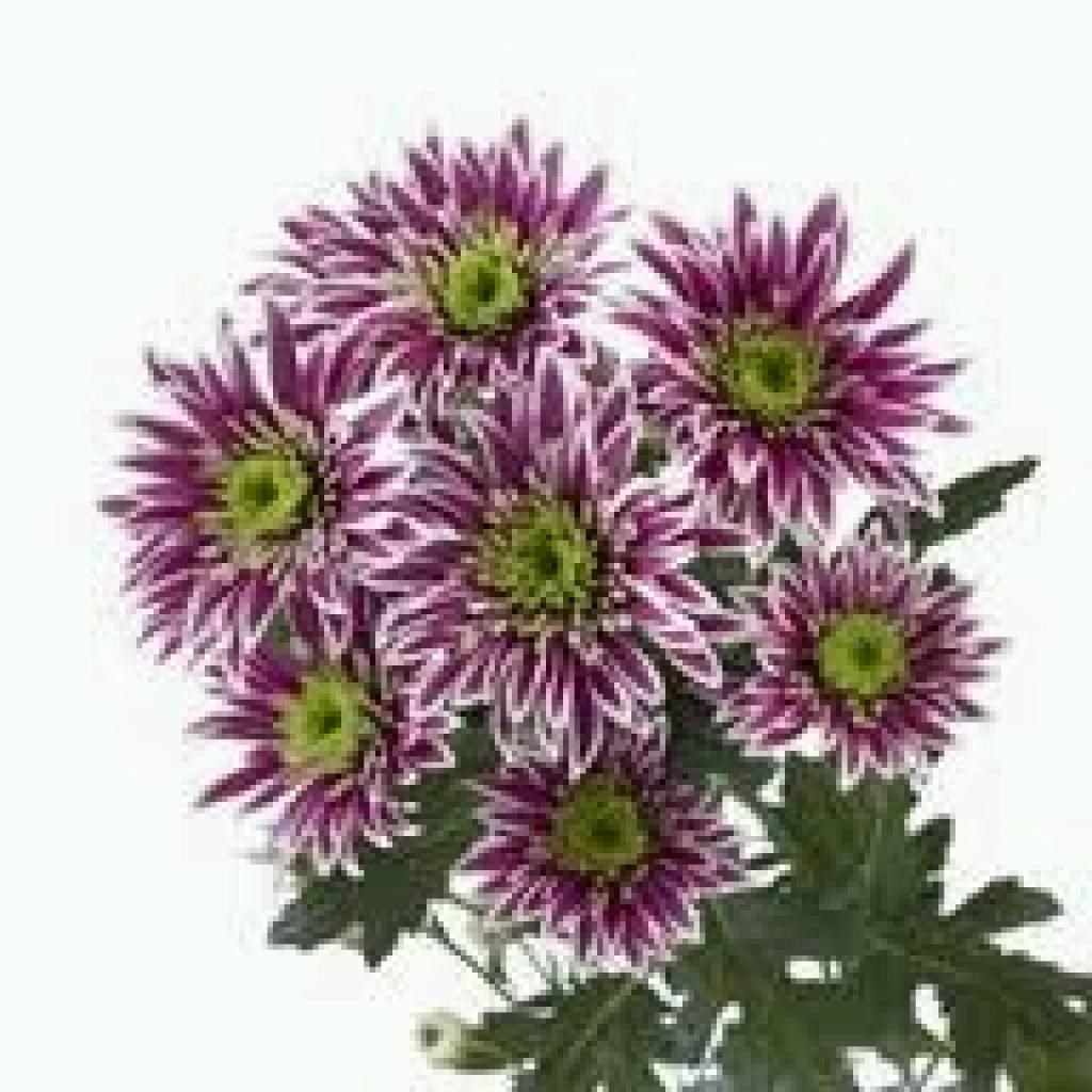 CHRYSANT SPR. SABA