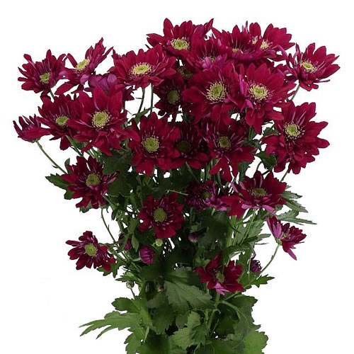 CHRYSANT SPR. SERENITY PURPLE