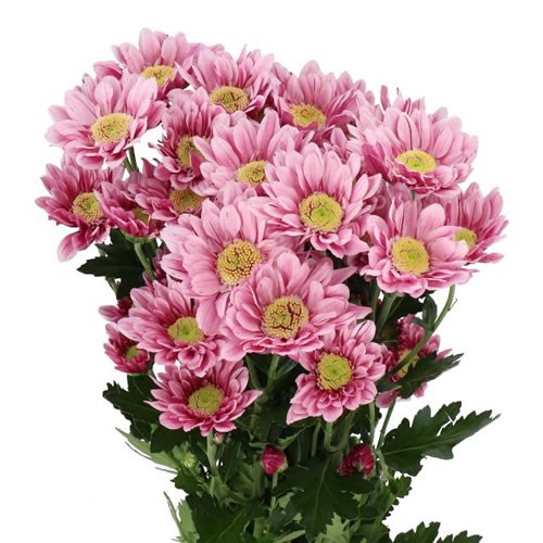 CHRYSANT SPR. SERENITY SWEET