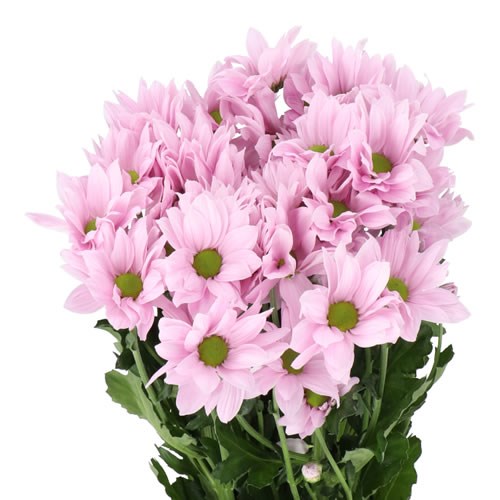 CHRYSANT SPR. SOFTONE