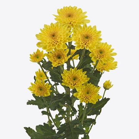 CHRYSANT SPR. SORBET BANANA