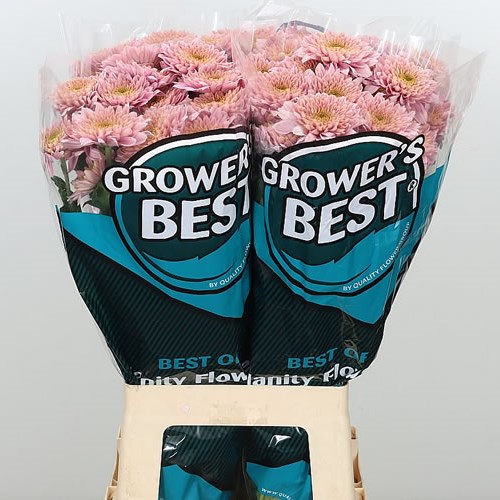 CHRYSANT SPR. SORBET BERRY