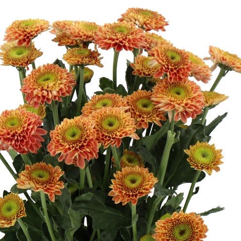 CHRYSANT SPR. SOUVENIR ORANGE