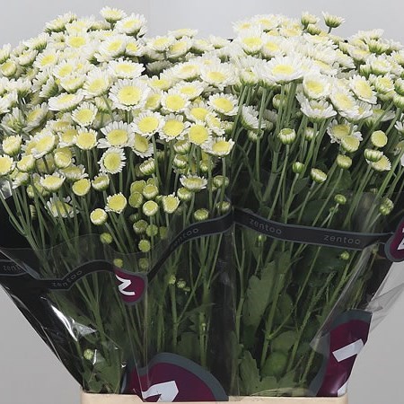 CHRYSANT SPR. STALLION