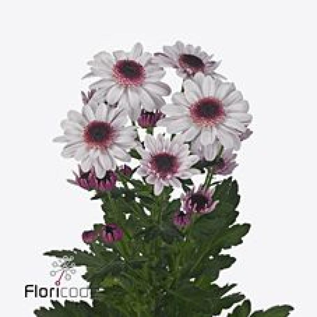 CHRYSANT SPR. STRESA