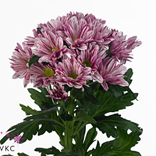 CHRYSANT SPR. STYLIST PINK