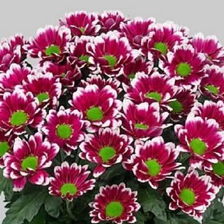 CHRYSANT SPR. TOGETHER DARK