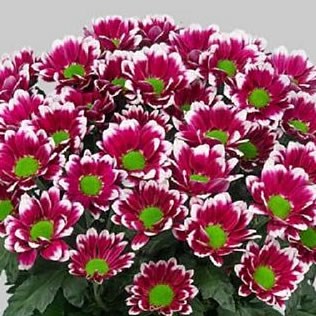 CHRYSANT SPR. TOGETHER DARK
