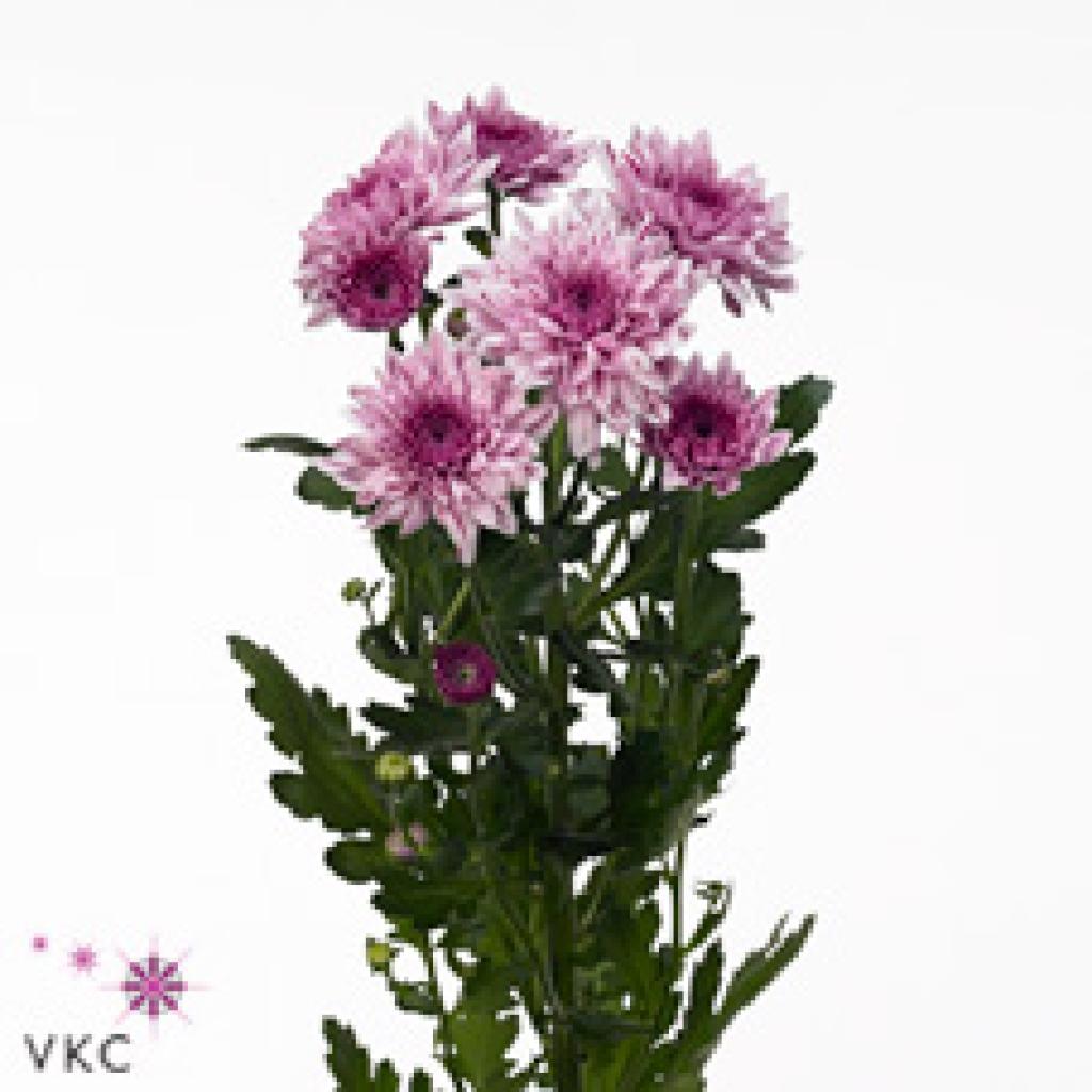 CHRYSANT SPR. VIP