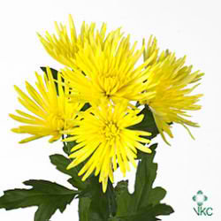 CHRYSANT SPR. anastasia sunny
