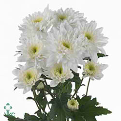 CHRYSANT SPR. arctic queen
