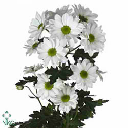 CHRYSANT SPR. bacardi