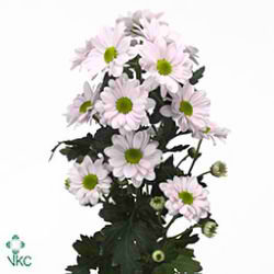 CHRYSANT SPR. bacardi pearl