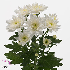 CHRYSANT SPR. baltica