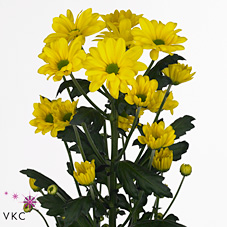 CHRYSANT SPR. celebrate