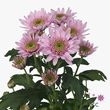 CHRYSANT SPR. cupcake