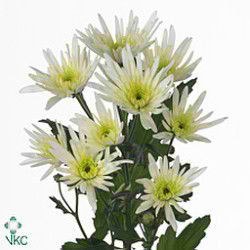CHRYSANT SPR. delianne white