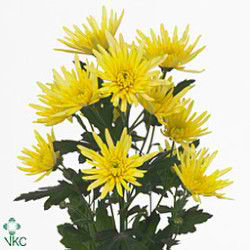 CHRYSANT SPR. delianne yellow