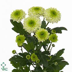 CHRYSANT SPR. furore