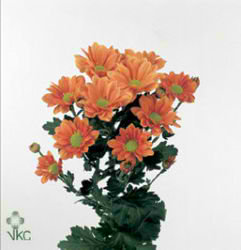 CHRYSANT SPR. grand orange