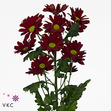 CHRYSANT SPR. merlot