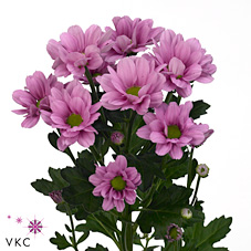 CHRYSANT SPR. morreno pink
