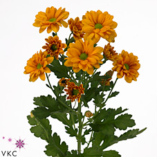 CHRYSANT SPR. papaya orange