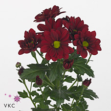 CHRYSANT SPR. prominent