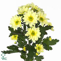 CHRYSANT SPR. reagan cream