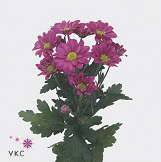 CHRYSANT SPR. reagan dark splendid