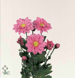 CHRYSANT SPR. reagan improved