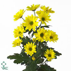 CHRYSANT SPR. reagan sunny