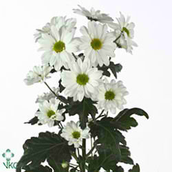 CHRYSANT SPR. reagan white