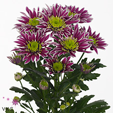 CHRYSANT SPR. saba