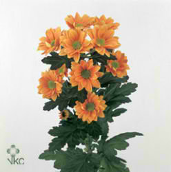 CHRYSANT SPR. woodpecker