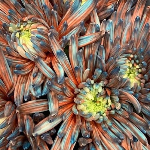 CHRYSANT SGL. TOPSPIN BAZOOKA